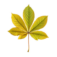 Chestnut Leaf png