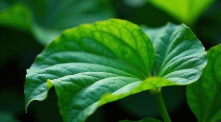 Close-up view of a vibrant green leaf, showcasing intricate vein patterns and a lush, healthy texture.  The sunlight illuminates the leaf's surface, highlighting its delicate details.