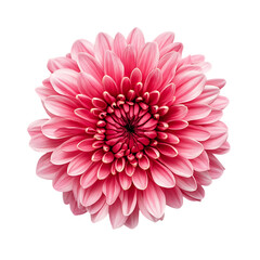 Chrysanthemum Flower png