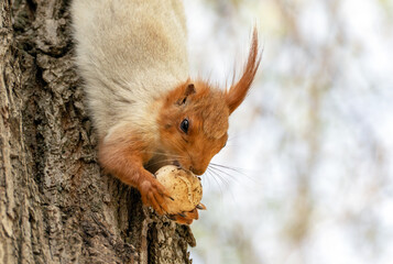 An injured red molting squirrel with one ear eats a mushroom in early spring, holding it in its...