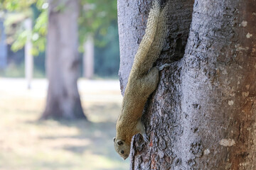 Eastern gray squirrel (Sciurus carolinensis) runs along a tree trunk in search of food.
