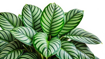 Calathea Orbifolia Leaves Isolated on White Background