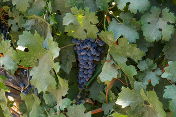 Bunch of carmenere grapes on the vine in Chile