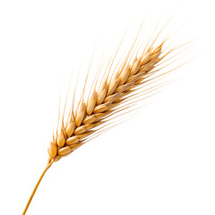 ear of wheat