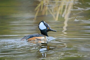  Hooded merganser in calm water.