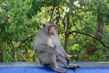 monkey in the forest