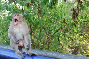 monkey in the forest