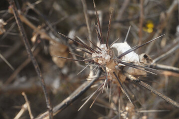 close-up of a thorny branch
