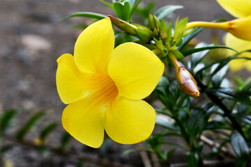 A bright yellow allamanda flower in bloom