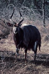 Nyala bull