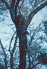 Leopard killing a warthog