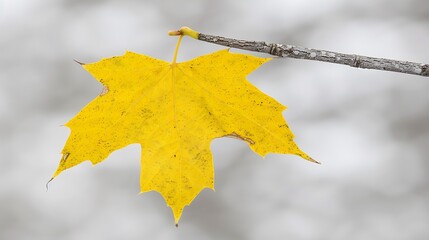 Obraz premium A vibrant autumnal maple leaf clinging to a branch.