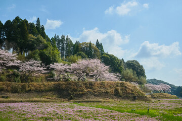 桜が咲く春の美しい風景