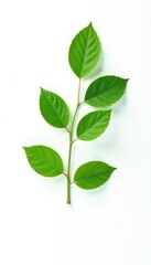Fototapeta premium A single branch with leaves isolated on a white background, organic, negative space