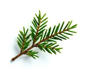 Naklejka premium A single isolated branch of a spruce tree against white, evergreen, spruce branch