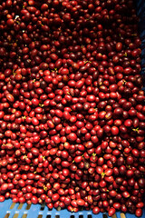 close up of fresh coffee beans for background                 