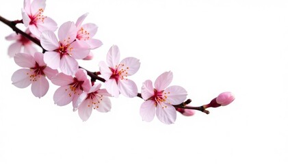 Naklejka premium Delicate cherry blossom branches isolated on white, branches, isolated