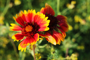 Red and yellow blanket Gaillardia flowers bloom in a soft green background
