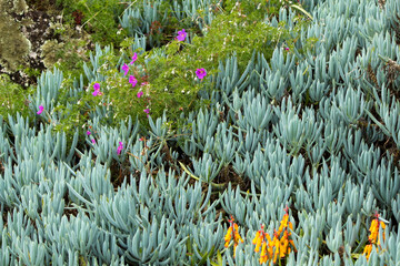 Blue Chalksticks Succulents with Wildflowers in Garden Bed
