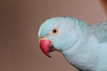 Blue Indian Ringneck Parrot in Studio Light with Warm Background