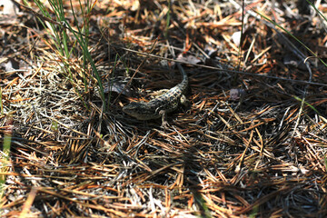 Camouflaged lizard sits amongst dry pine needles and sparse green grass