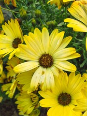 Yellow Gazania Flowers in Bloom
