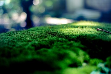 Macro Moss with Beautiful Sunlight