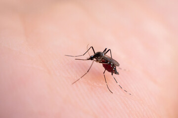 Aedes aegypti mosquitoes on human hand