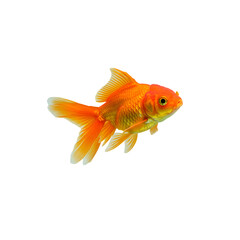 Fototapeta premium Goldfish: Stunning Aquarium Fish Image