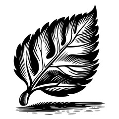 Obraz premium Intricate Leaf Illustration with Detailed Veins and Texture