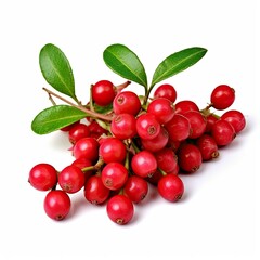 Red Berries Closeup: Vibrant Nature Photography