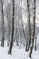 Fototapeta premium Birch grove after a snowfall on a winter cloudy day. Birch branches covered with snow.