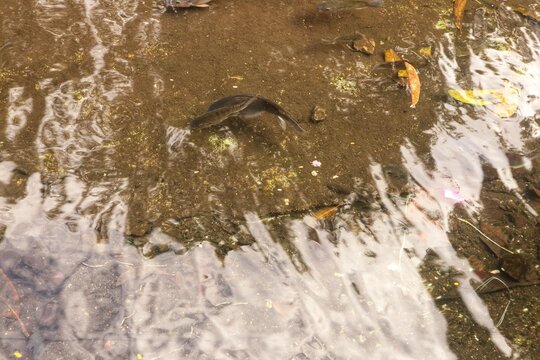 Many tilapia fish or Oreochromis mossambicus appear in calm water.