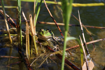 Green and brown frog sits among reeds in murky water