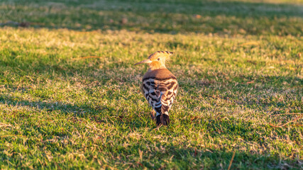 Eurasian hoopoe or Common hoopoe (Upupa epops) bird close-up on natural green grass background © Dmitrii Potashkin