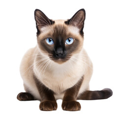 Playful Siamese Claws on transparent background