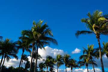 Tropical palm pattern. Nature tropical landscape. Summer coast view. Green palm tree on blue sky. Tropical paradise. Exotic background. Palm landscape. Tropics palm tree texture. Summer palms trees.