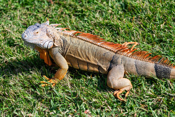 Wildlife zoo in jungle. Iguana lizard on grass. American iguana herbivorous lizard. Exotic iguana reptile. Exotic reptile animal. Wildlife fauna. Reptile animal in nature. Sunbathing iguana