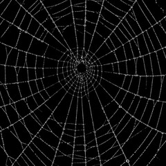 Obraz premium black and white dewy spider web close up macro nature texture background