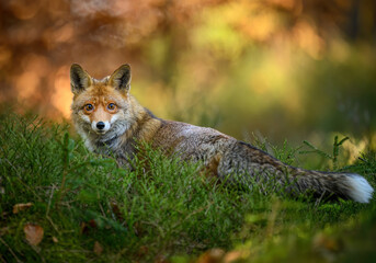 Red Fox ( Vulpes vulpes ) close up