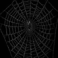 Fototapeta premium black and white spider web with dew drops abstract nature background