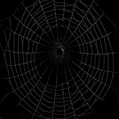 Fototapeta premium black and white spider web with dew drops macro photography
