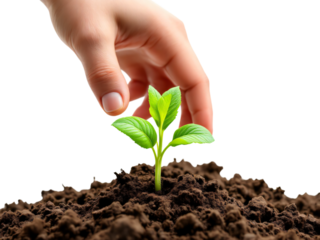 Hand Gently Touches a Sprout Emerging from Soil