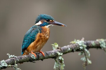 Fototapeta premium Captivating Kingfisher Perched On Mossy Branch Showing Vivid Plumage Details