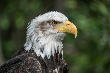 Obraz premium Majestic Bald Eagle Portrait Capturing American Wildlife And Nature Beauty