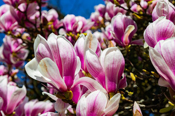 Close-up of pink and white magnolia flowers in full bloom on tree branches, with a blue sky and green foliage in the background
