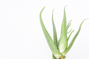 Fresh green aloe vera stands gracefully against a clean white background, highlighting the natural beauty of its thick, fleshy leaves