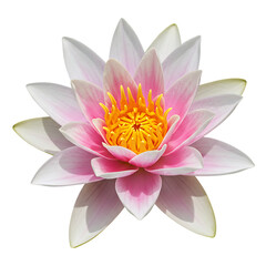 Pink Water Lily Flower Image