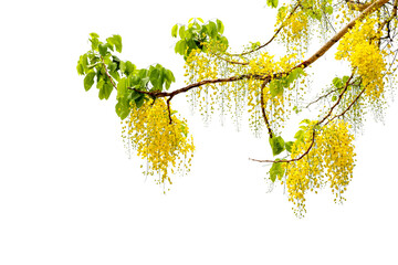 Golden shower or cassia fistula leave and flower transparent background for decoration	