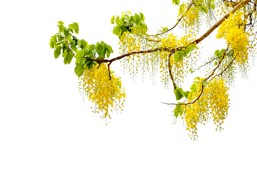 Golden shower or cassia fistula leave and flower transparent background for decoration	